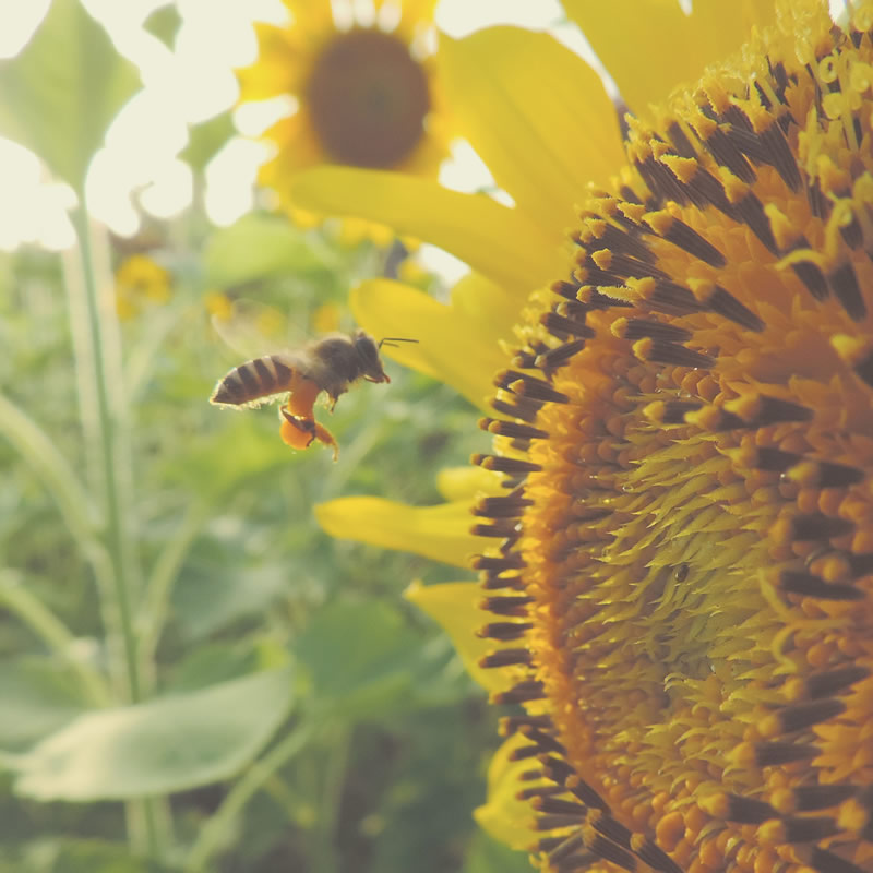 bee flying towards flower