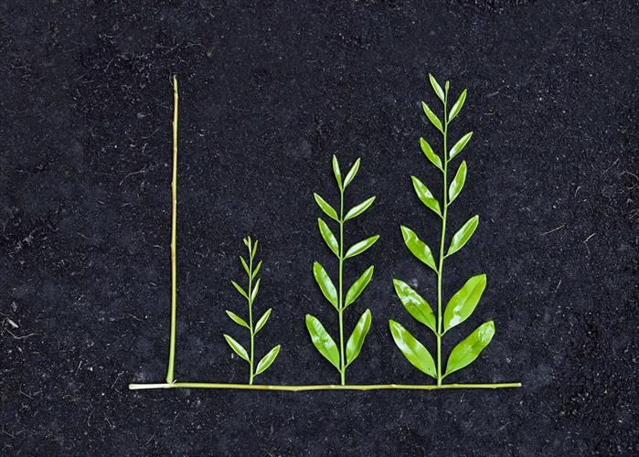 naem-2010-tree-arranged-green-graph-on-soil-700x500