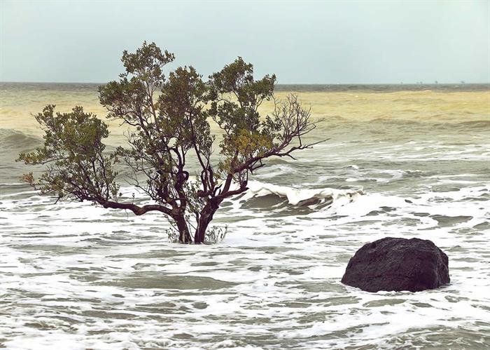 naem-2018-blog-beach-erosion-trees-surf-due-changing-700x500